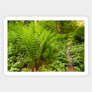 Ferns on the mountain forest Sticker